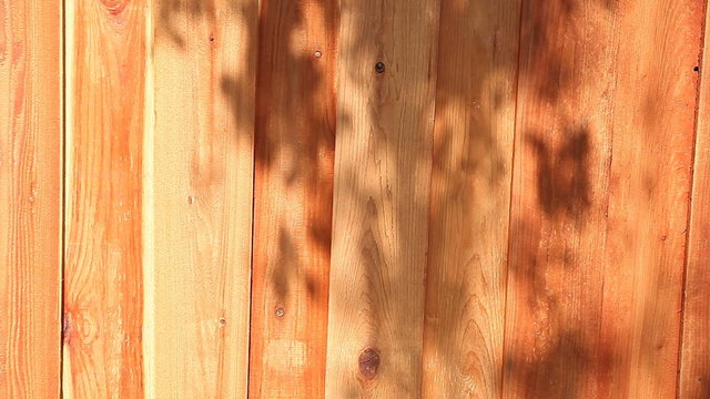 shadows of an overhead oak tree on a new fence