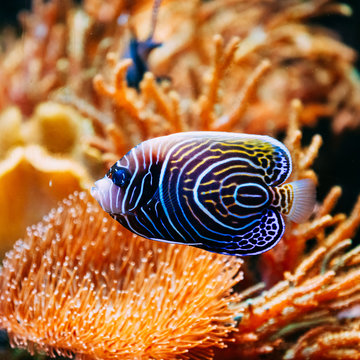 Pomacanthus navarchus blue angel sea fish in aquarium