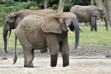 Fototapeta na wymiar African Forest Elephant, Loxodonta africana cyclotis, of Congo Basin. At the Dzanga saline (a forest clearing) Central African Republic, Sangha-Mbaere, Dzanga Sangha