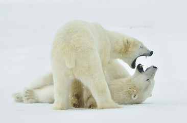 Obraz na płótnie Canvas Fighting Polar bears (Ursus maritimus ) on the snow.