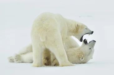 Papier Peint Lavable Ours polaire Lutte contre les ours polaires (Ursus maritimus ) sur la neige.