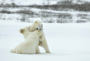 Obraz na płótnie Canvas Fighting Polar bears (Ursus maritimus ) on the snow.