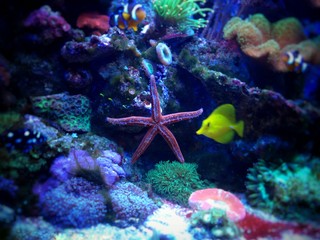 Red starfish in reef aquarium