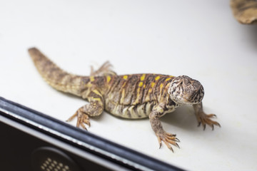 Spiny tail lizard