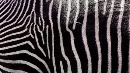 Fototapeta na wymiar Zebra stripes, detail of wild animal hide, black and white