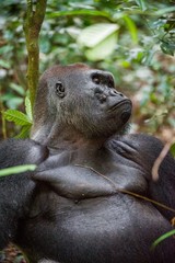 Portrait of a western lowland gorilla (Gorilla gorilla gorilla) close up at a short distance. Silverback - adult male of a gorilla in a native habitat.