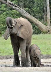 Fototapeta premium The elephant calf is fed with milk of an elephant cow The African Forest Elephant, Loxodonta africana cyclotis. At the Dzanga saline (a forest clearing) Central African Republic, Dzanga Sangha