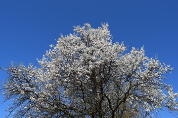 Plum blossoms.