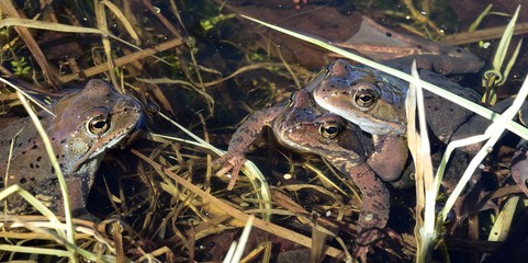 Copulation of The common frog (Rana temporaria) mating, also known as the European common frog, European common brown frog, or European grass frog,