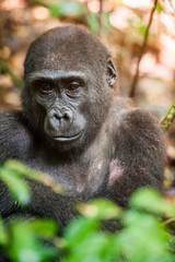 Portrait of a western lowland gorilla (Gorilla gorilla gorilla) close up at a short distance in a native habitat.