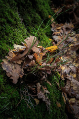 Fabulous landscape of the maple leaf on a rock with moss on the background of a waterfall