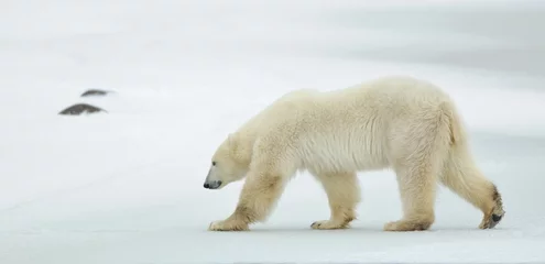 Aluminium Prints Icebear The adult male polar bear (Ursus maritimus) walking on snow.