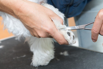 Cutting hair at the foot of the dog. Horizontally.