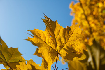 Colorful falling leaves.