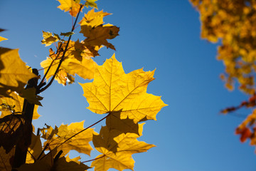 Colorful falling leaves.