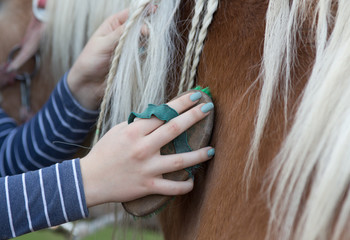 Girl grooming horse
