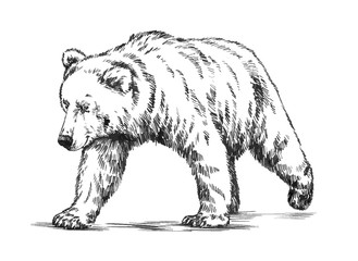 black and white engrave isolated vector bear