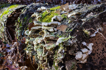 Mushrooms growing on the side of a tree