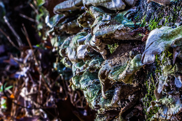 Mushrooms growing on the side of a tree