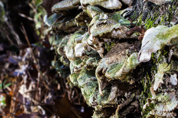 Mushrooms growing on the side of a tree