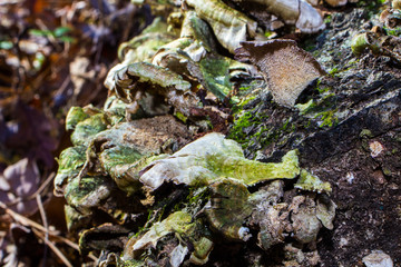 Mushrooms growing on the side of a tree