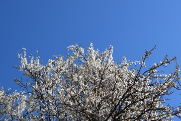 Plum blossoms.