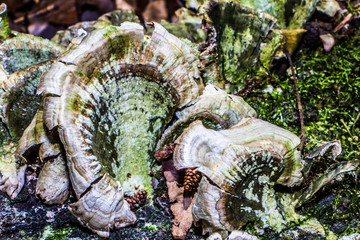 Mushrooms growing on the side of a tree