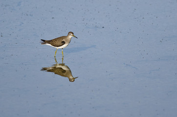 Lesser Yellowlegs Sandpiper Wading in Shallow Blue Water