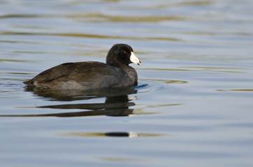 American Coot Resting on the Still Water