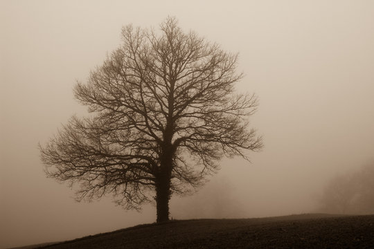 Fototapeta Arbre dans le brouillard