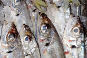 Herring Fish