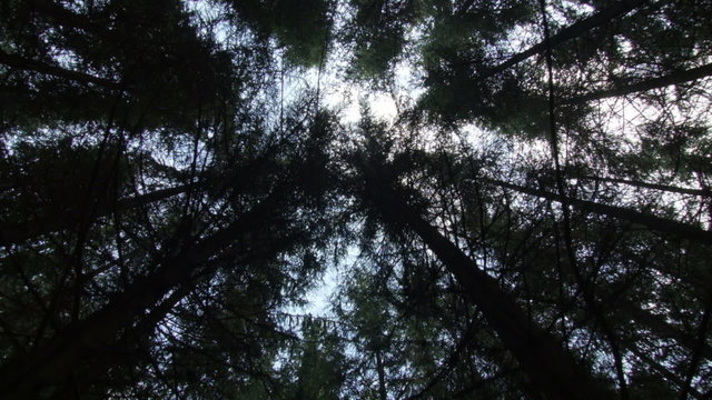 Looking up and Walking Through Mature Spruce Tree Plantation