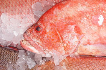 Red seabream