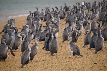 Cormorant Colony on the beach