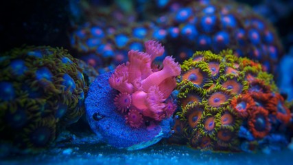 Corals in marine aquarium