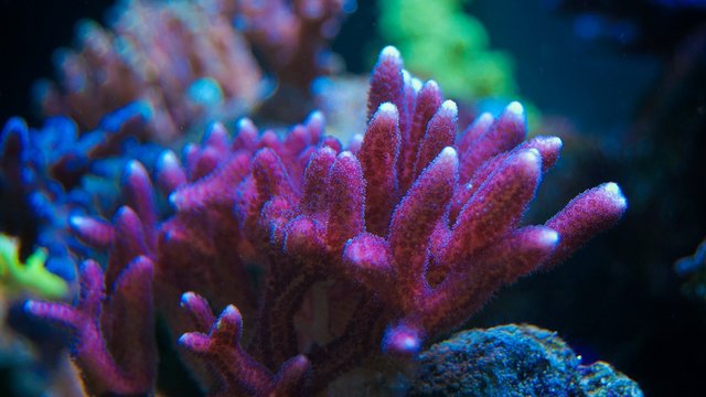 SPS coral in maarine aquarium