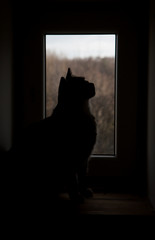 Black cat silhouette 
