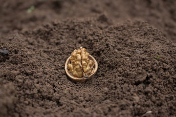 Brownish yellow  walnut  with shells on brown soil