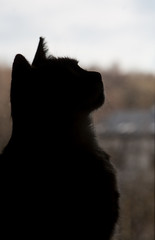 Black cat silhouette 
