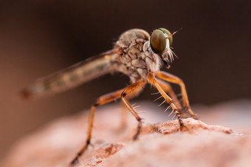 Elderly Bug up Close