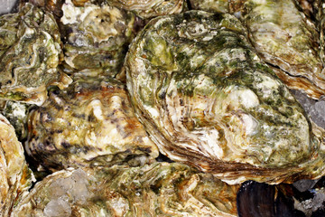 oysters, Seafood, shell, mussels