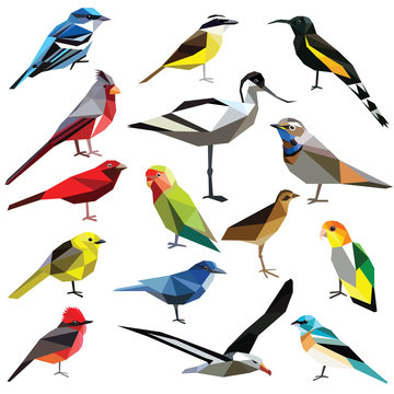 Birds-set colorful birds low poly design isolated on white background.
Albatross,Bluethroat,Warbler,Cardinal,Kiskadee,Tanager,Bunting,Oahu,Avocet,Jay,Lovebird,Flycatcher,Caique,Rail,Mohua.