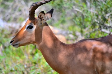 Imppala in the Kruger National park.