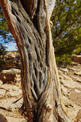 Grand Canyon, faserige Baumstamm