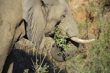 Elephants, Kruger National Park, South Africa