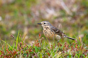 American Pipit standing in a meadow, Newfoundland, Canada