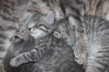 kittens drinking milk from his mother