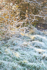 Beautiful winter nature