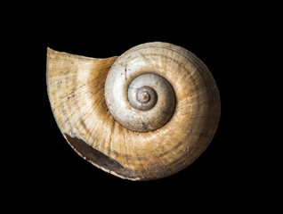 snail shell