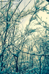 Beautiful winter nature